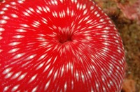 Anenome